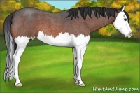 Horse Color:Bay Roan Splash 