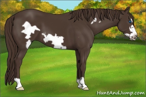 Horse Color:Liver Chestnut Frame 