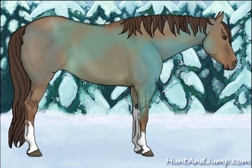 Horse Color:Liver Red Dun 