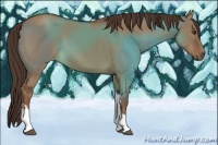 Horse Color:Liver Red Dun