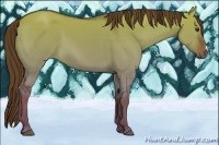 Horse Color:Liver Red Dun 