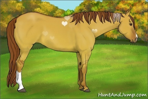 Horse Color:Red Dun