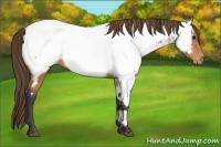 Horse Color:Buckskin Near Fewspot