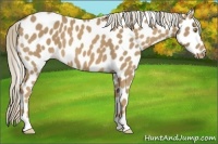 Horse Color:Palomino Leopard
