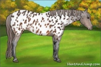 Horse Color:Brown Near Leopard
