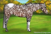 Horse Color:Bay Appaloosa 