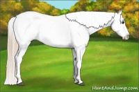 Horse Color:Chestnut Appaloosa 