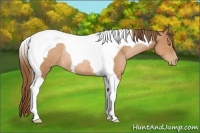 Horse Color:Bay Pearl Tobiano Rabicano
