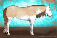Horse Color:Bay Pearl Dun Sabino Splash 