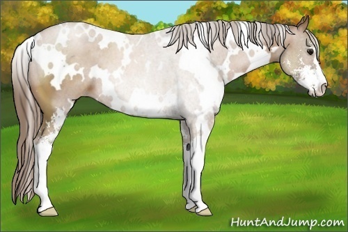 Horse Color:White Spotted Black Pearl Sabino