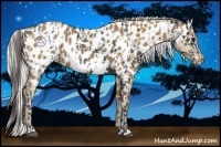 Horse Color:Smoky Black Appaloosa  and Silver Smoky Black Appaloosa 