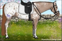 Horse Color:Chestnut Ice Appaloosa