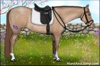 Horse Color:Bay Pearl Rabicano 