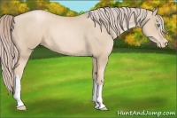 Horse Color:Palomino Pearl 
