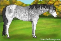 Horse Color:White Spotted Blue Roan Rabicano  and White Spotted Blue Roan Varnish Rabicano 