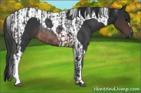 Horse Color:Brown Rabicano and Brown Tobiano Rabicano