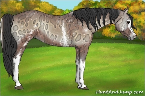 Horse Color:White Spotted Brown Ice Onyx Rabicano