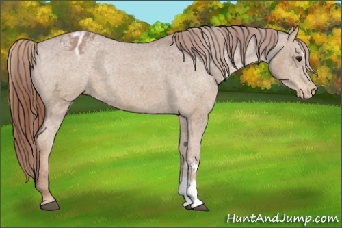 Horse Color:Chestnut Ice Appaloosa 