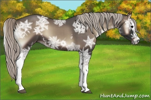 Horse Color:White Spotted Silver Blue Onyx Ice 