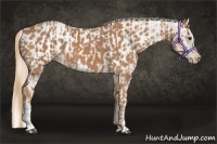 Horse Color:Chestnut  and Chestnut Appaloosa 