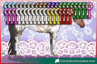 Horse Color:White Spotted Brown Dun Rabicano 