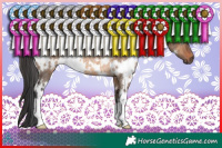 Horse Color:White Spotted Brown Dun Rabicano 