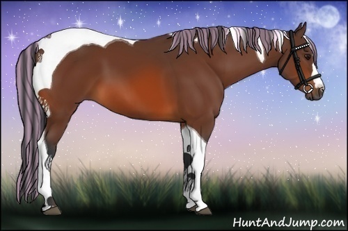 Horse Color:Painted Bay Tobiano 