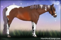 Horse Color:Painted Bay Tobiano