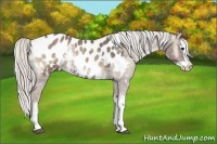 Horse Color:White Spotted Silver Smoky Blue Onyx Splash Appaloosa 