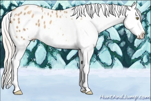Horse Color:White Spotted Silver Sable Champagne Appaloosa 