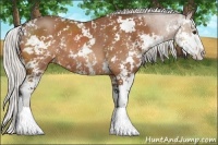 Horse Color:Silver Bay Sabino Rabicano 