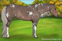 Horse Color:White Spotted Silver Black Tobiano Rabicano