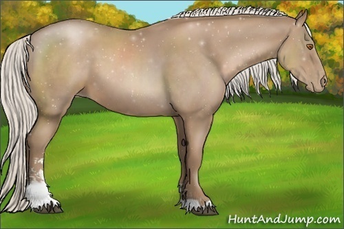 Horse Color:Silver Black Pearl Sabino 