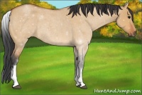 Horse Color:White Spotted Bay Roan Dun