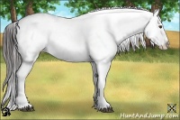 Horse Color:Liver Chestnut Tobiano Appaloosa 