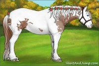 Horse Color:Chestnut Splash Tobiano 