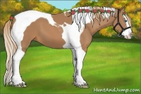 Horse Color:Chestnut Splash Tobiano
