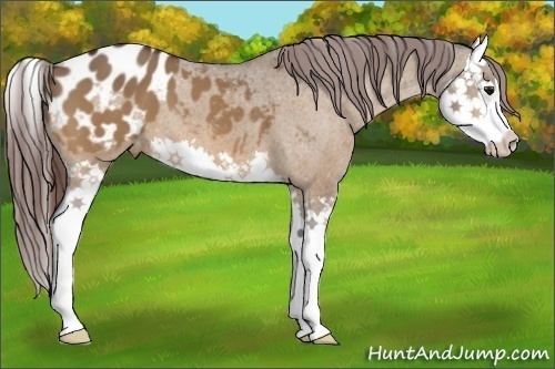 Horse Color:Bay Dun Splash Appaloosa 