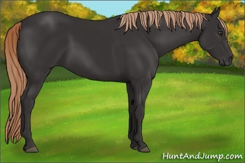 Horse Color:Liver Chestnut Rabicano 