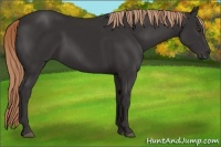 Horse Color:Liver Chestnut Rabicano