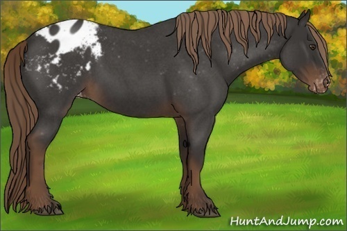 Horse Color:Liver Red Roan Appaloosa 
