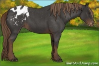 Horse Color:Liver Red Roan Appaloosa 
