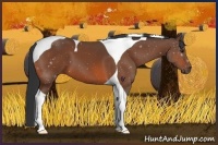 Horse Color:Bay Tobiano 