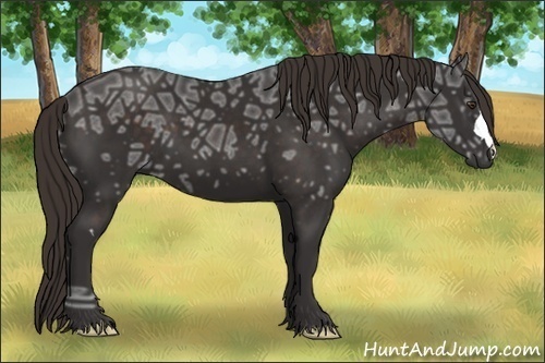 Horse Color:Liver Chestnut Ice Frame 