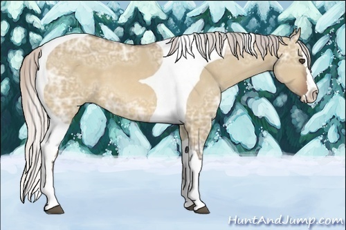 Horse Color:Silver Bay Ice Dun Splash Tobiano 
