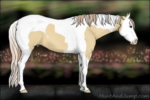 Horse Color:Red Dun Splash Tobiano 