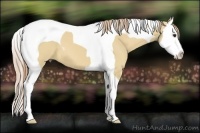 Horse Color:Red Dun Splash Tobiano