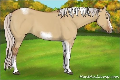 Horse Color:Silver Bay Dun Sabino Tobiano Frame Rabicano