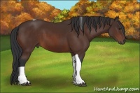 Horse Color:Bay Tobiano 
