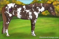 Horse Color:White Spotted Liver Chestnut 